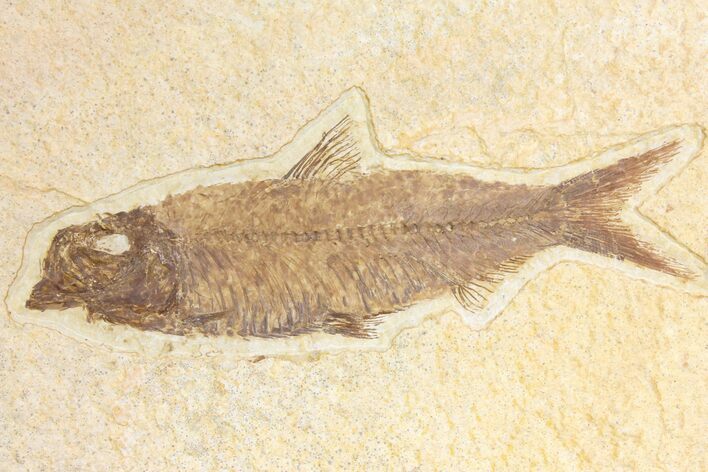 Fossil Fish (Knightia) - Wyoming #136777
